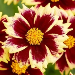 coreopsis solar fancy 1 1
