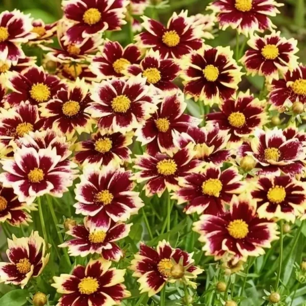 coreopsis solar fancy 1