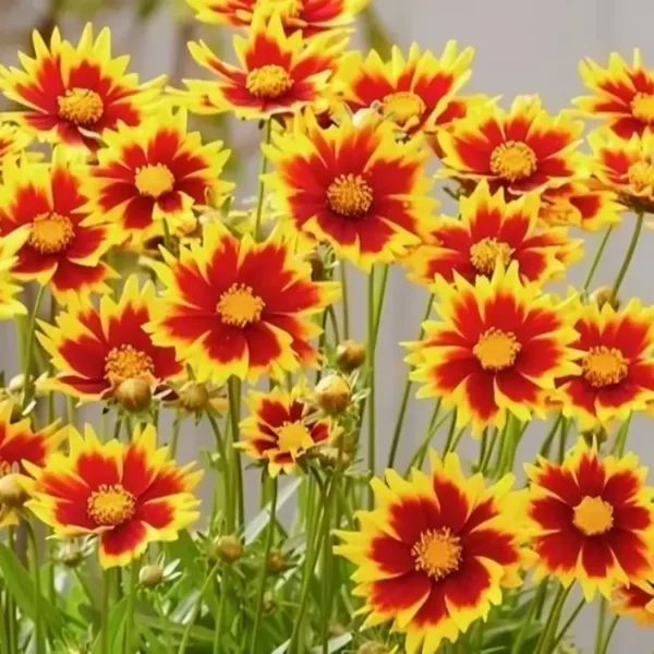 coreopsis solar jewel 1
