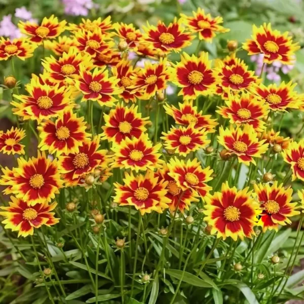 coreopsis solar jewel 2