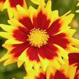 coreopsis solar jewel