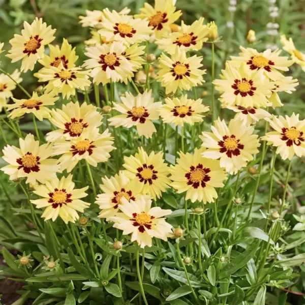 coreopsis solar moon 1