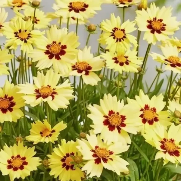coreopsis solar moon 2