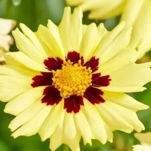 coreopsis solar moon