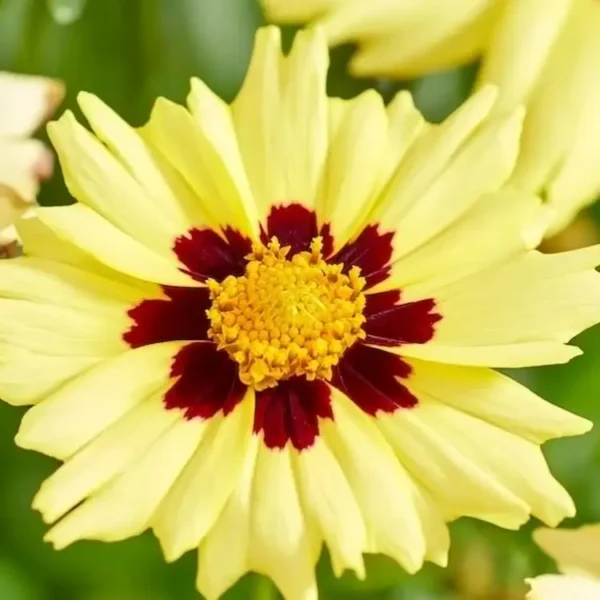 coreopsis solar moon