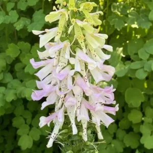 ||Flowering plant featuring clusters of pink and white blooms