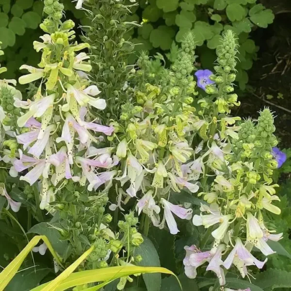 showcasing delicate petals and green foliage