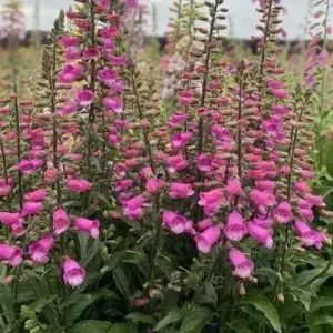 Digitalis  x purpurea 'Lucas Pink' (Foxglove)