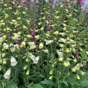 Digitalis  x purpurea 'Lucas White' (Foxglove)