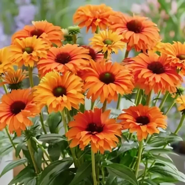Echinacea 'SunSeekers Mineola' (Coneflower) - Image 2