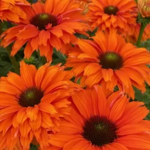 Echinacea 'SunSeekers Mineola' (Coneflower)