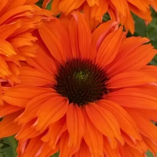 Echinacea 'SunSeekers Mineola' (Coneflower) - Image 3