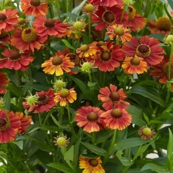 Helenium autumnale 'Strawberry Sundae' - Image 3