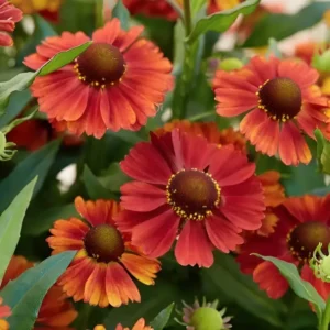 Helenium autumnale 'Strawberry Sundae'
