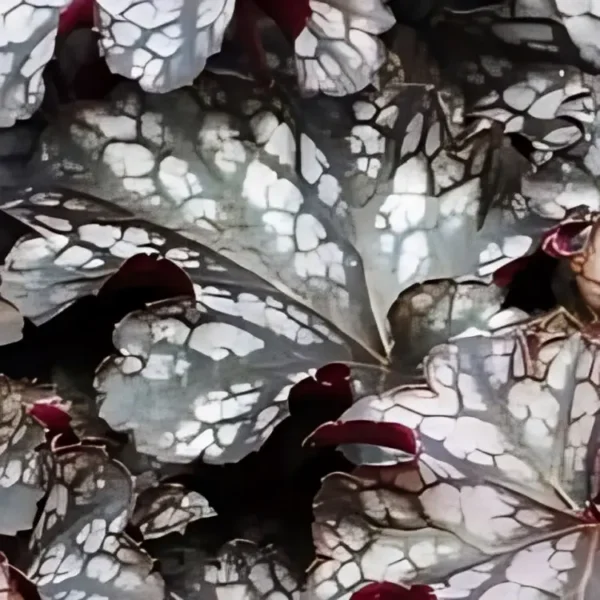 Heuchera 'Blackberry Jam' - Image 2