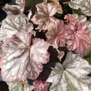 Heuchera 'Blackberry Jam'