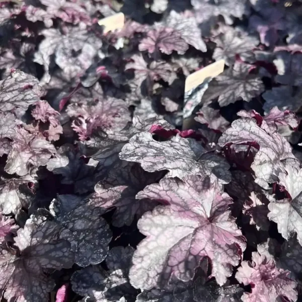 Heuchera 'Blackberry Jam' - Image 3