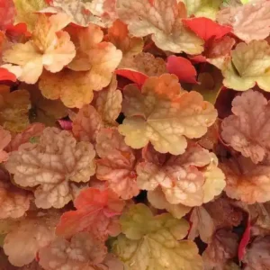 Heuchera 'Caribbean Sea'