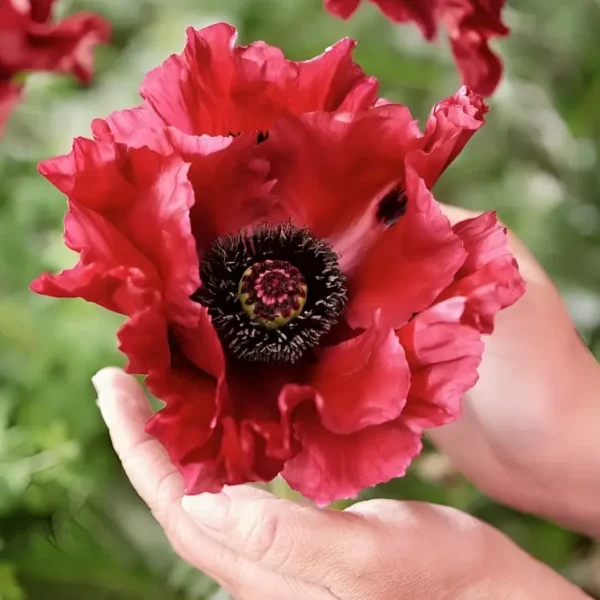 Papaver orientale 'Red Rumble' - Image 3