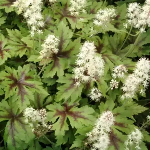 Tiarella 'Sugar and Spice'