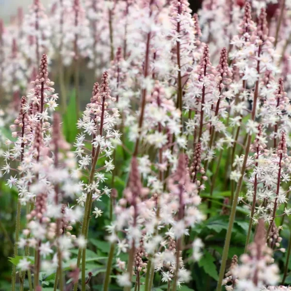Tiarella 'Sugar and Spice' - Image 2