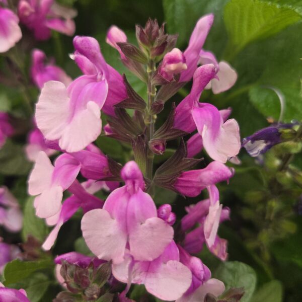Salvia ‘Strawberry Melba’