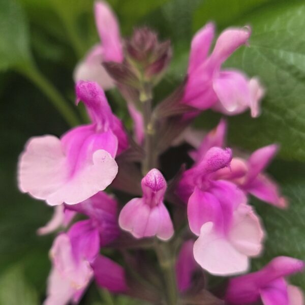 Salvia ‘Strawberry Melba’