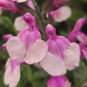 Salvia ‘Strawberry Melba’