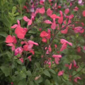 Salvia ‘Love Heart’