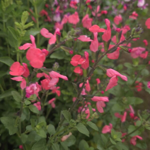 Salvia ‘Love Heart’