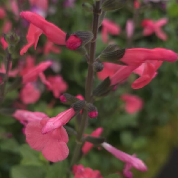 Salvia ‘Love Heart’