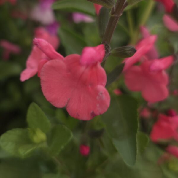 Salvia ‘Love Heart’