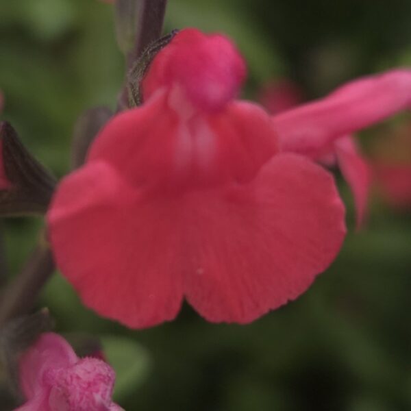 Salvia ‘Love Heart’