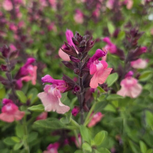 Salvia ‘Peach Melba’
