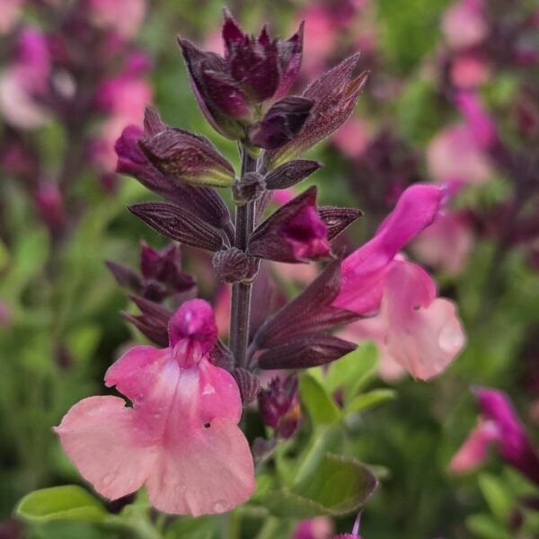 Salvia ‘Peach Melba’