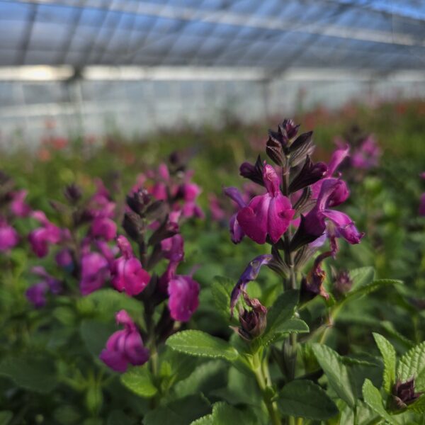 Salvia 'Strawberry Split' - Image 4