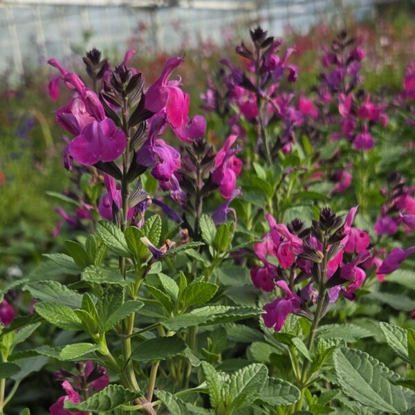 Salvia ‘Strawberry Split’ (3)
