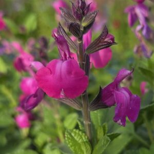 Salvia ‘Strawberry Split’ (5)