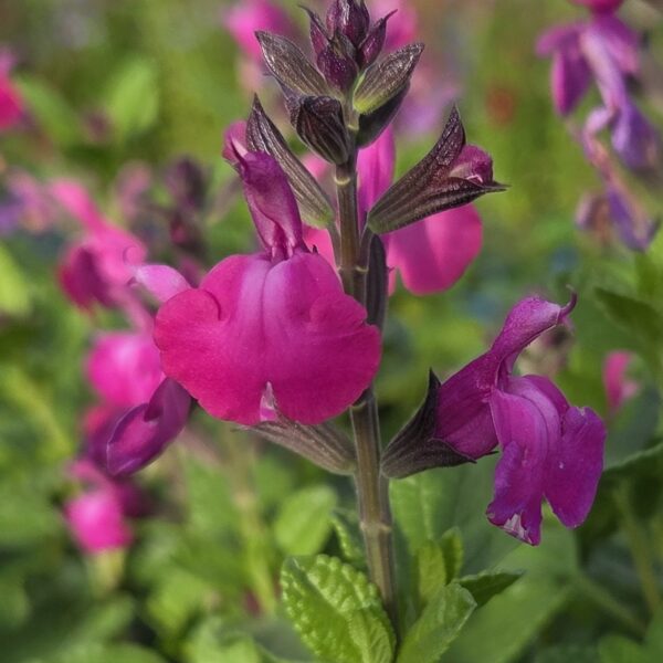 Salvia ‘Strawberry Split’ (5)