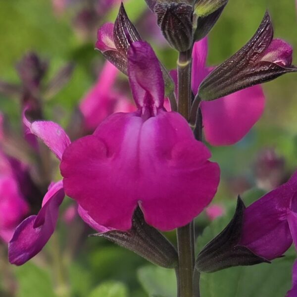 Salvia ‘Strawberry Split’