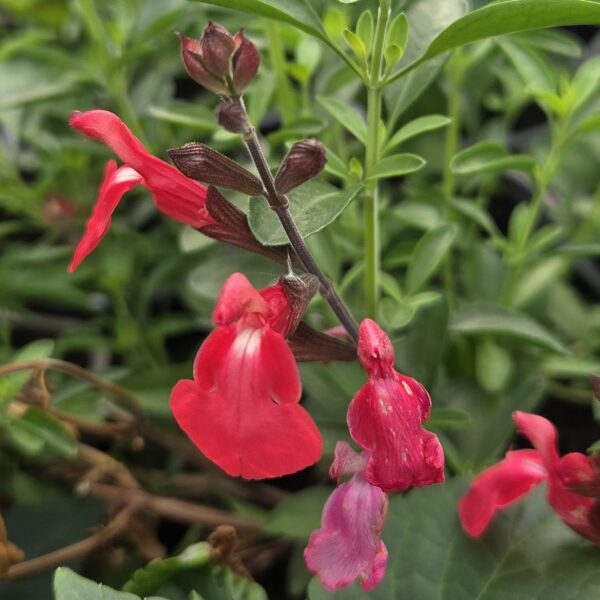 Salvia 'Pinkish Red'