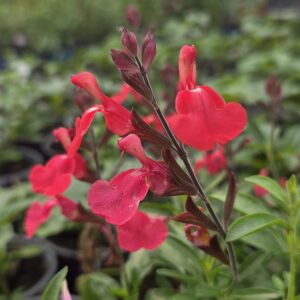 Salvia 'Pinkish Red'