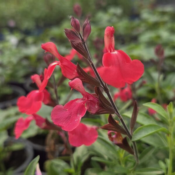 Salvia 'Pinkish Red'
