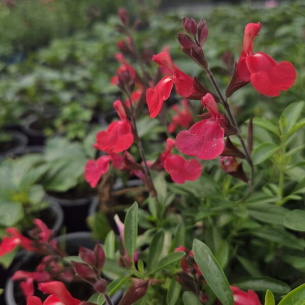 Salvia 'Pinkish Red'