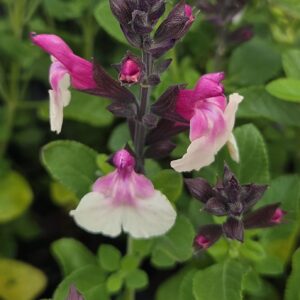 Salvia 'Raspberry Melba'
