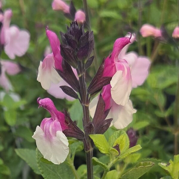 Salvia 'Raspberry Melba'