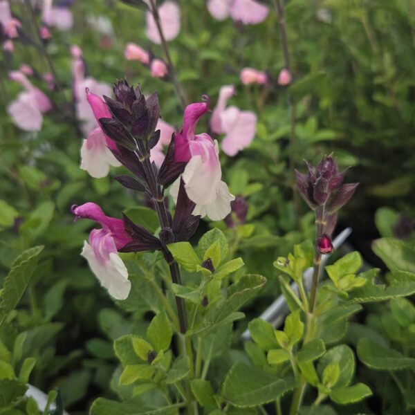 Salvia 'Raspberry Melba'