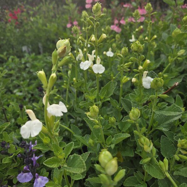 Salvia 'Chalk White'