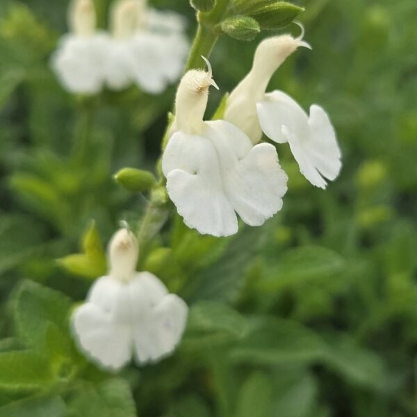 Salvia 'Chalk White'