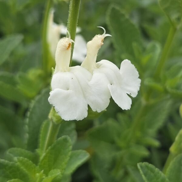 Salvia 'Chalk White'
